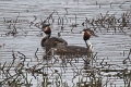 Grebe huppe-01
